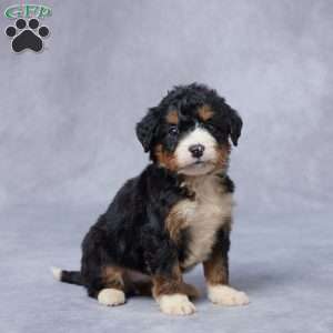 Juls, Mini Bernedoodle Puppy